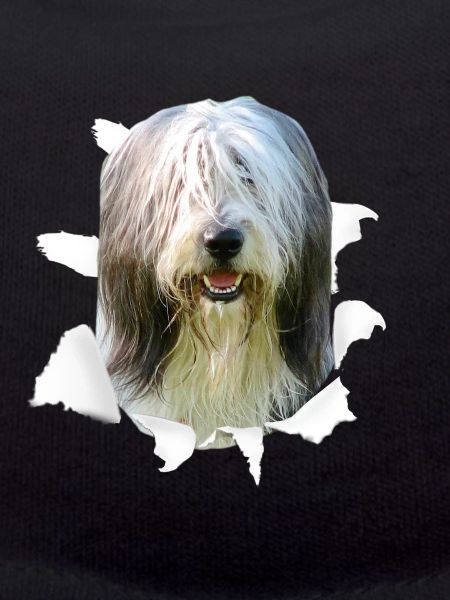 Bearded Collie - Chien Bearded Collie