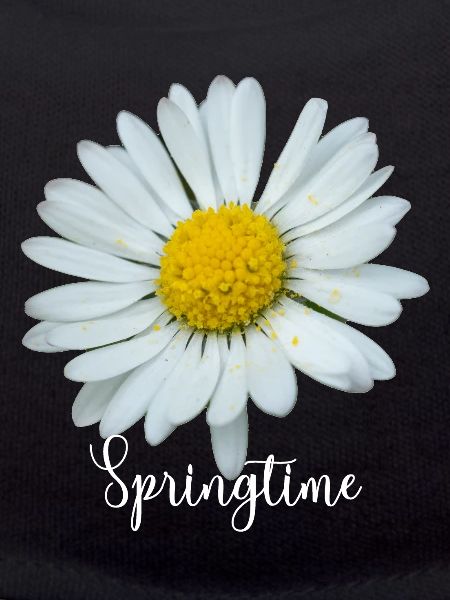 Springtime Marguerite