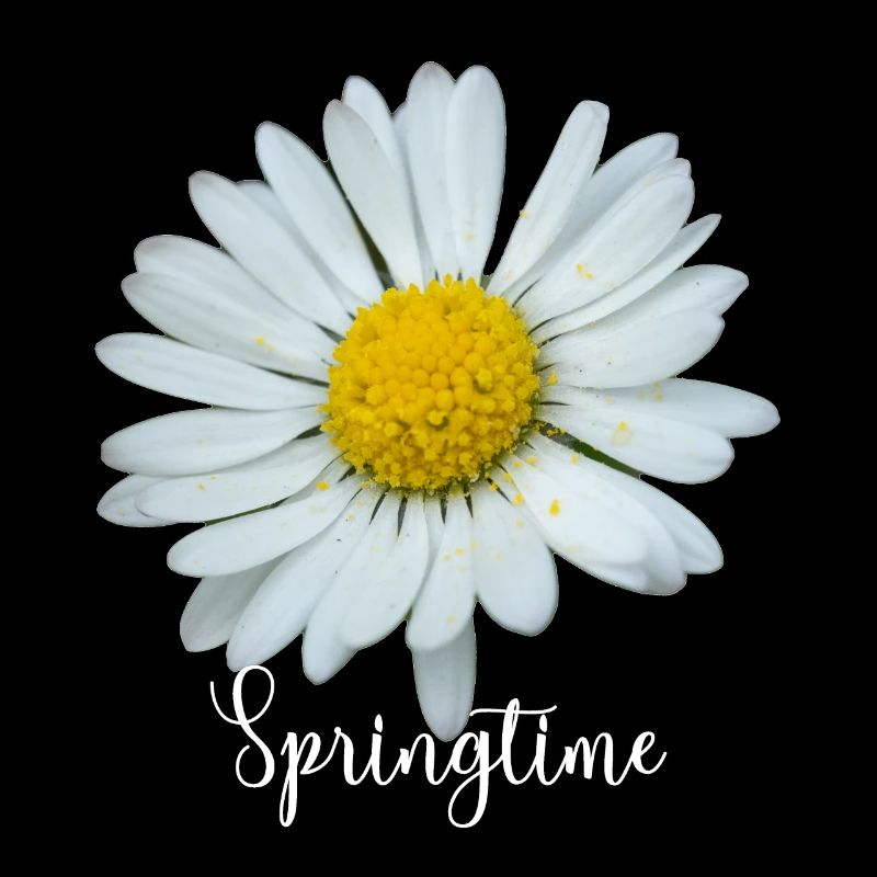 Springtime Marguerite