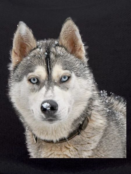 Husky in the snow