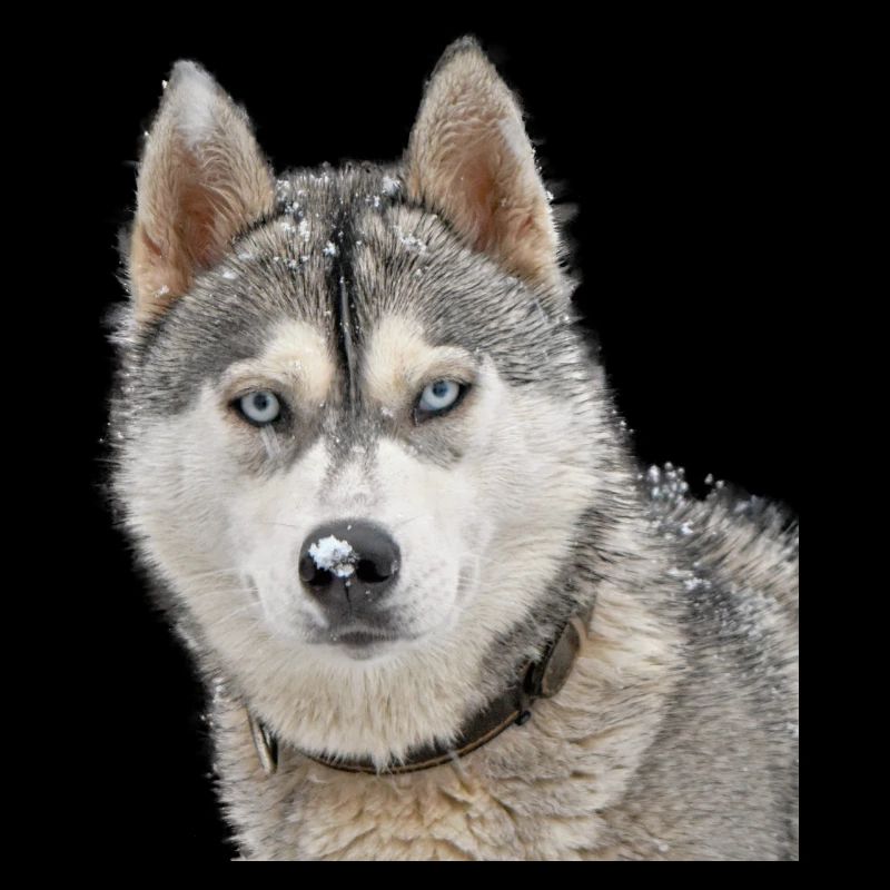Husky in the snow