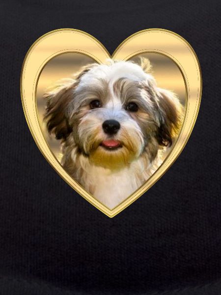 Havanese - Havanese Dog - Heart