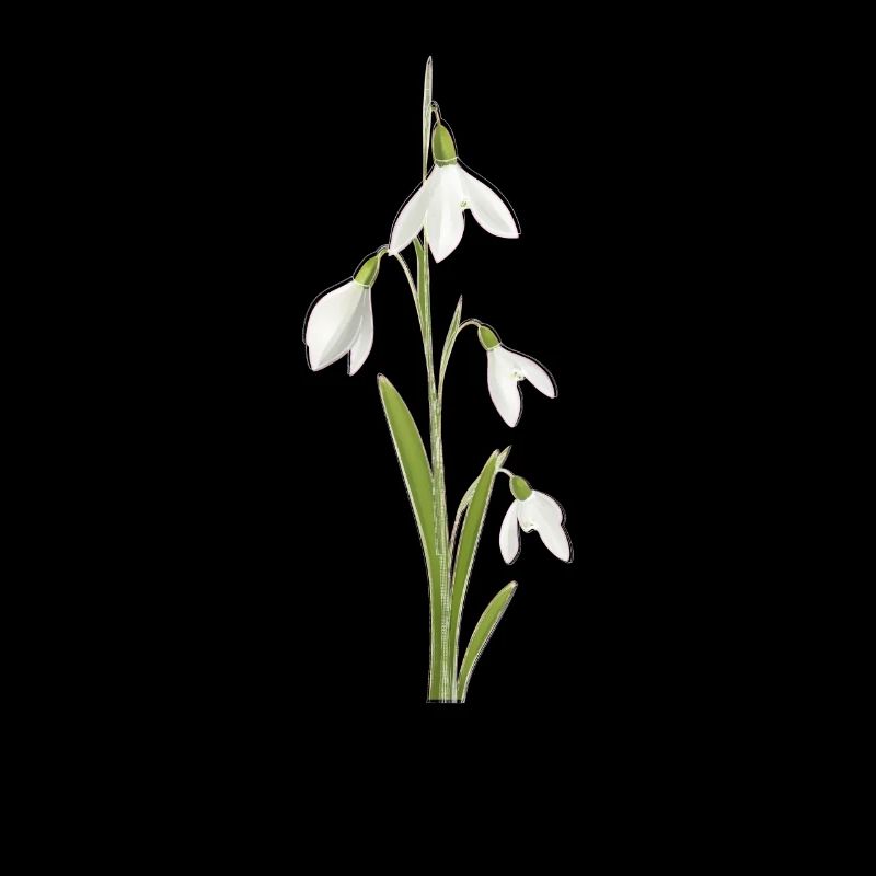 Snowdrop