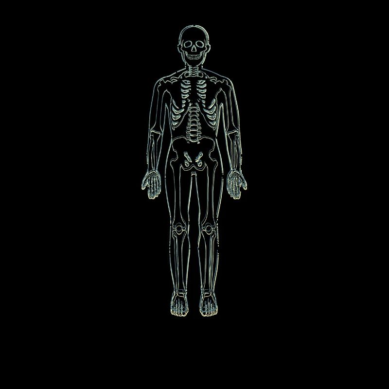 Anatomy Lineart
