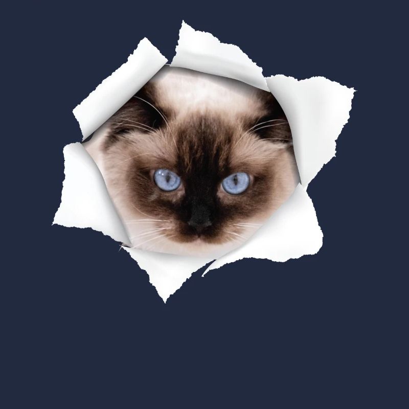 Nette Katze Torn - Ragdoll Cat