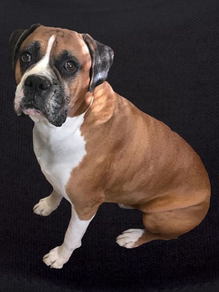 Boxer chien