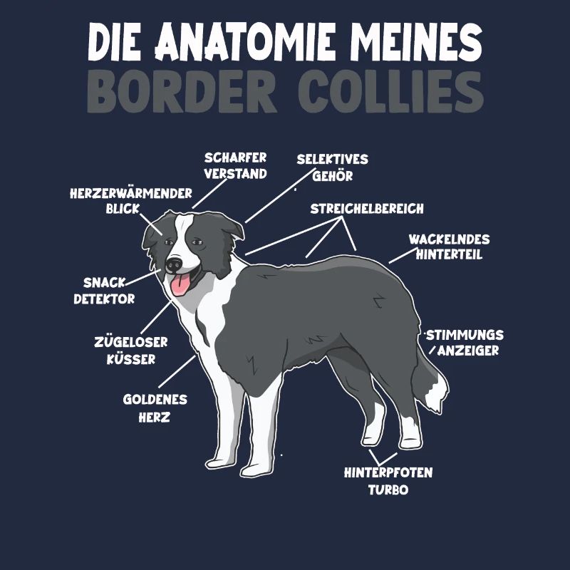 Border Collie Anatomie Collie Hundehalter Hunde