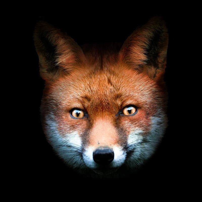 Fuchs Rotfuchs Tierisch Tiermotiv Kinder