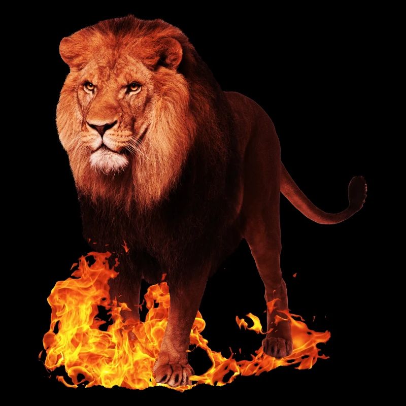 Lion wild animal on fire