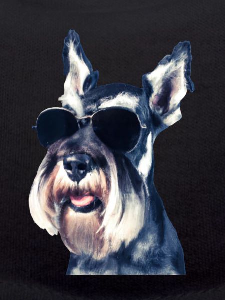 Miniature Schnauzer