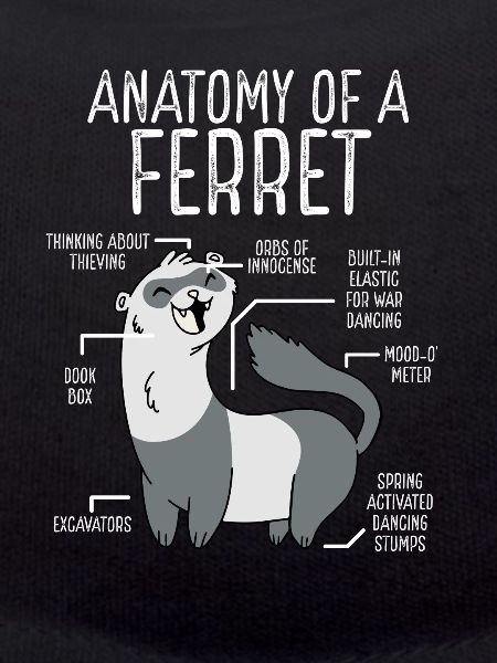 Anatomie Eines Frettchens