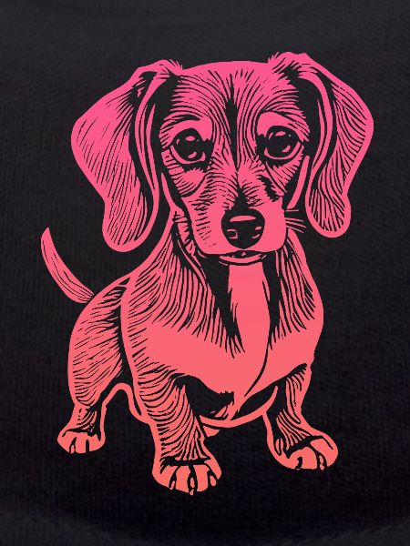 Teckel, mon fidèle compagnon - chiot
