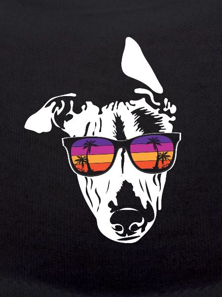 Whippet