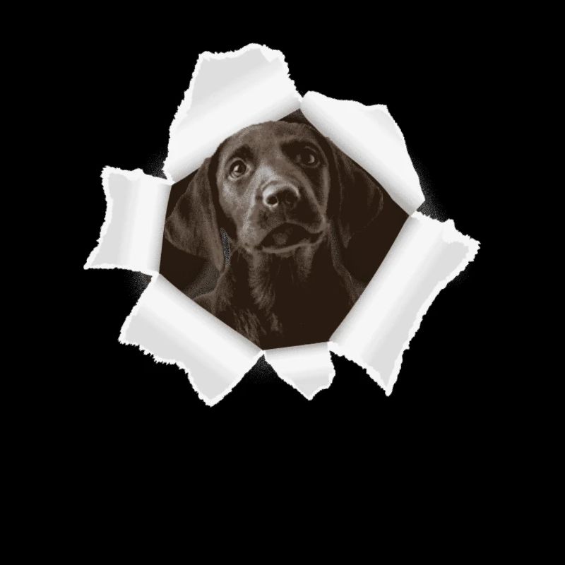 Dog peeking through hole