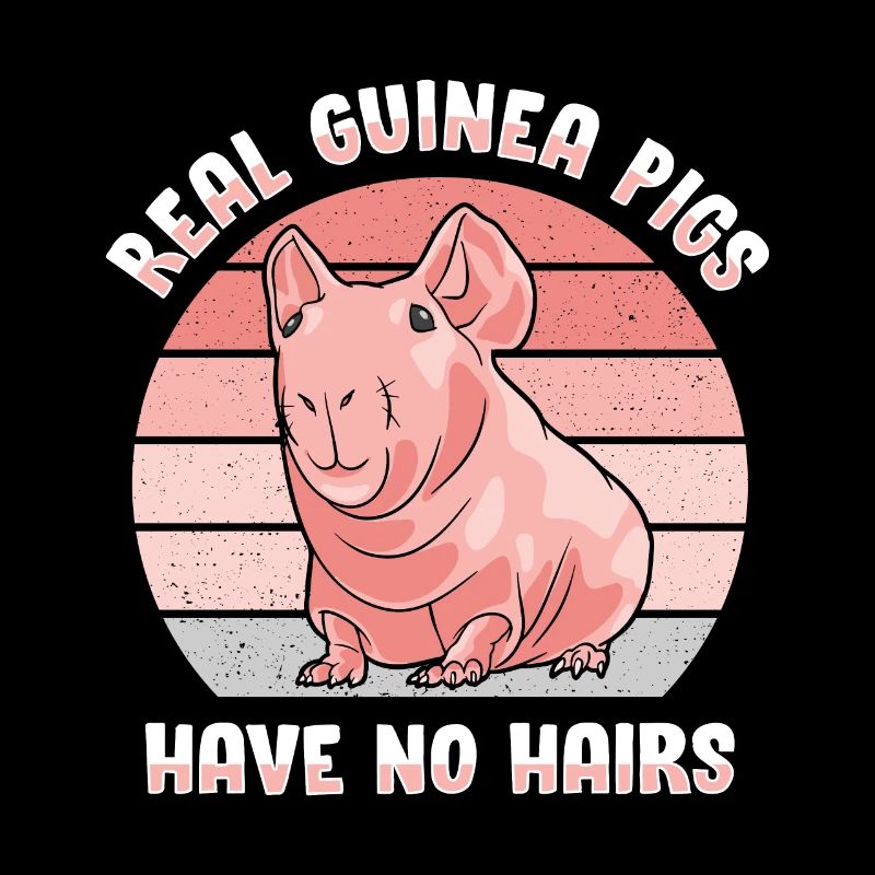 Cochon d’Inde sans poils Cochon maigre