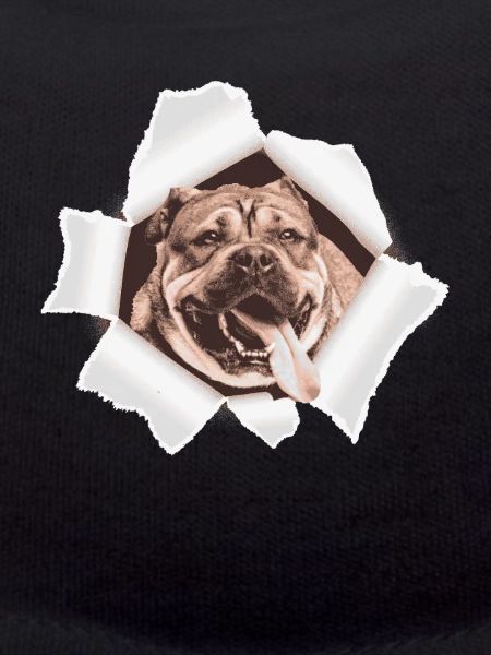 Dog peeking through hole