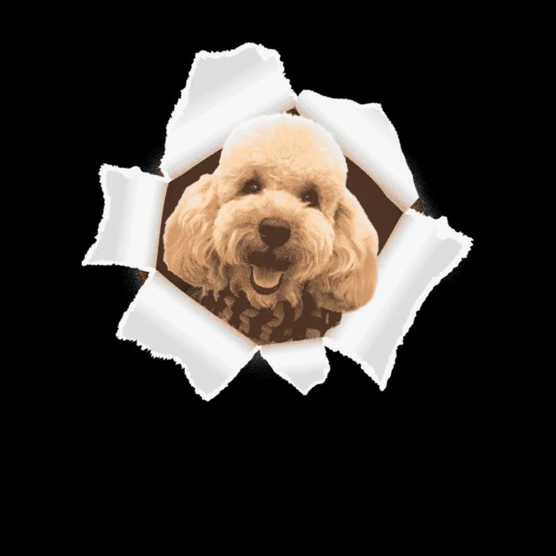 Poodle peeking through hole