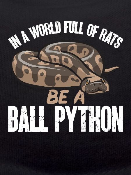 Ball Python Schlange Königspython
