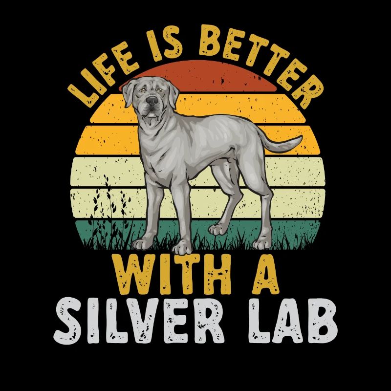 Silver Labrador Retriever Silver Lab