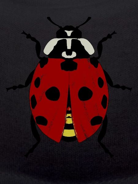 Ladybug Ladybugs