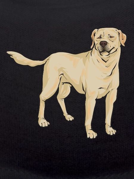 Labrador Retriever jaune