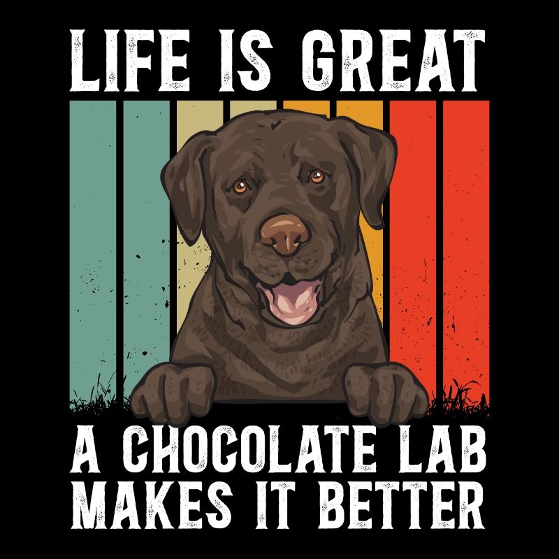 Schoko Brauner Labrador Retriever Hund