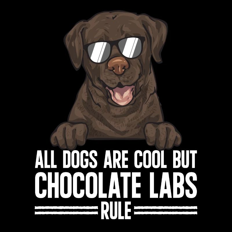 Schoko Brauner Labrador Retriever Hund