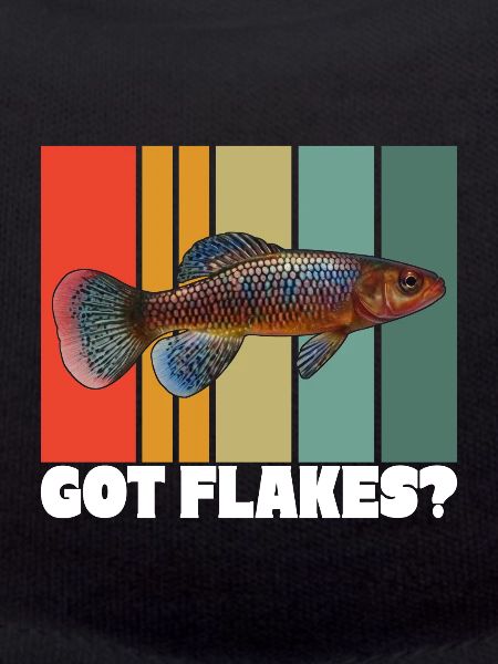 Killifish Quarium Fish