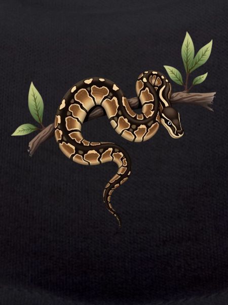 Königspython Schlangen Liebhaber Terrarium Python