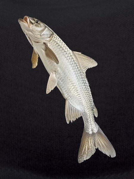 Tarpon