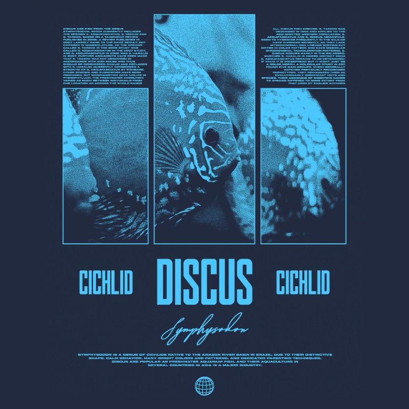 Diskusfisch Buntbarsch Aquarium Fischhalter