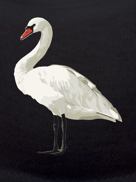 Cygnes Cygne