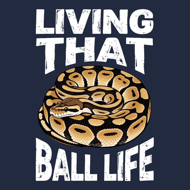 Königspython Schlangen Liebhaber Terrarium Python