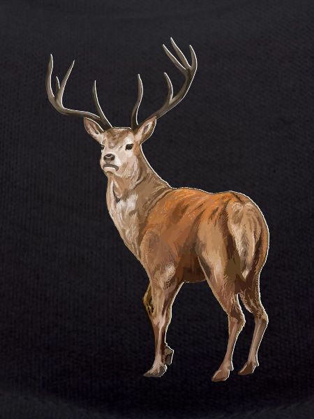 Weisswedelhirsch White-Tailed Deer