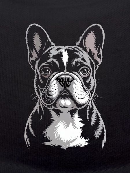 Bouledogue français Frenchie