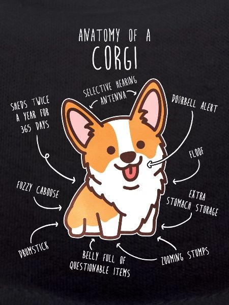Corgi-Hundeanatomie