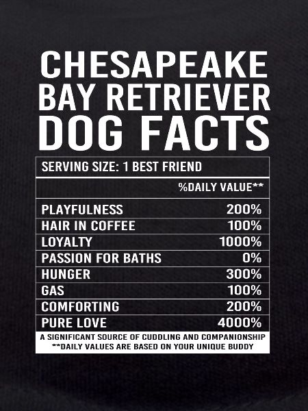Chesapeake Bay Retriever