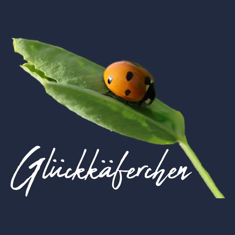 Glückskäferchen Marienkäfer Glück Glücksbringer