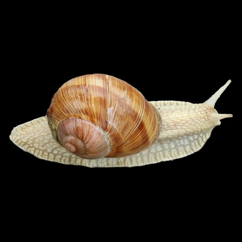 Escargot, escargot de vigne