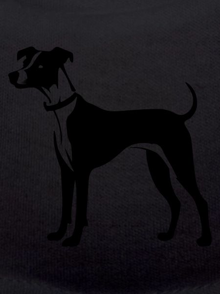 Whippet Dog