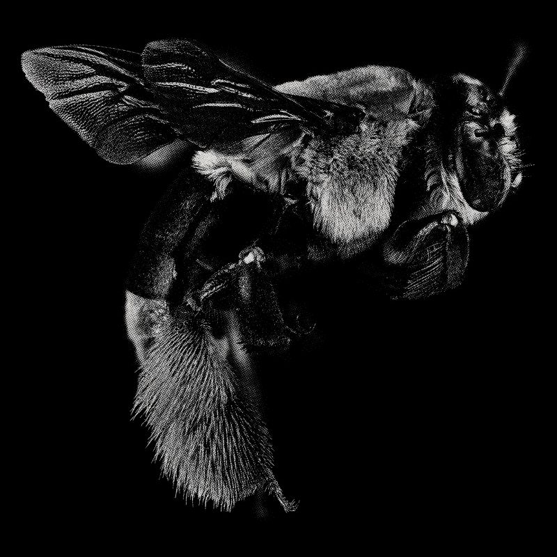 Bee bees design