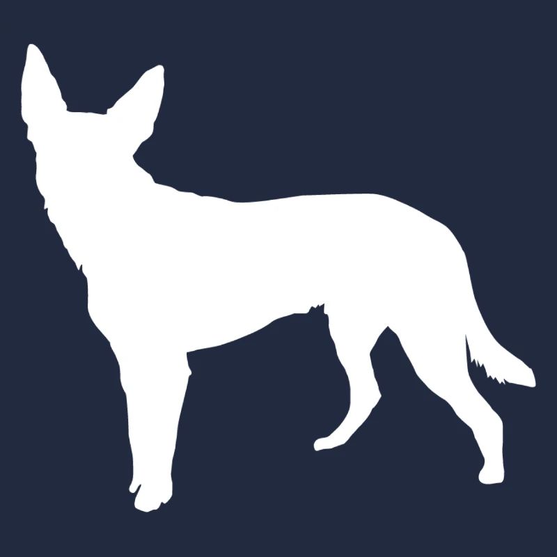 Chien Kelpie - Kelpie