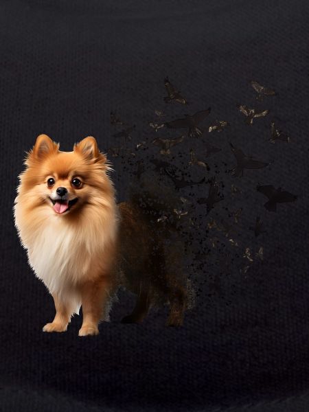 Pomeranian