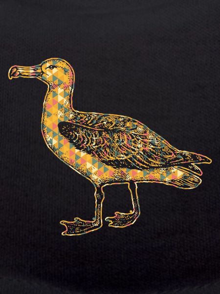 Albatross Geometric