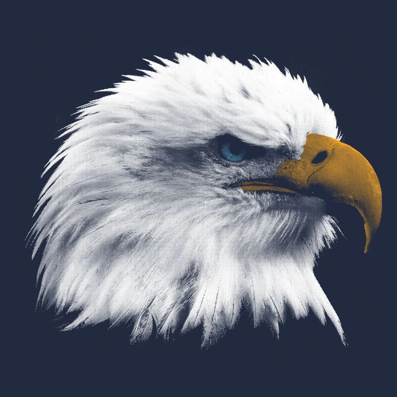 Eagle sea eagle American eagle
