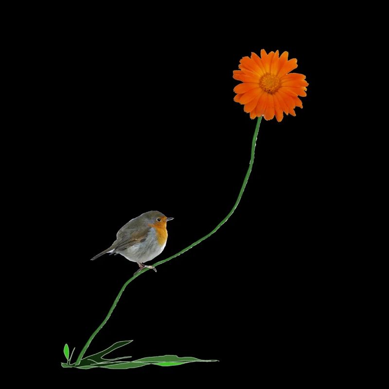 Rotkehlchen mit Blume