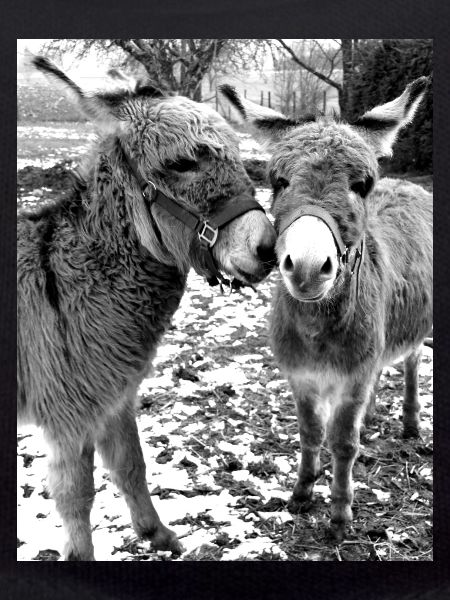 Two donkeys