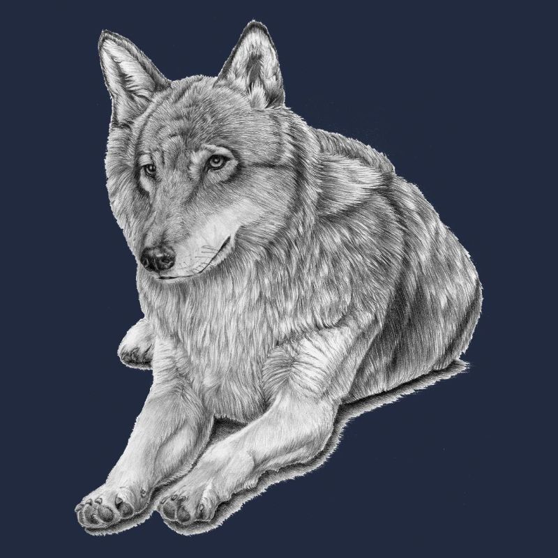 Grey Wolf