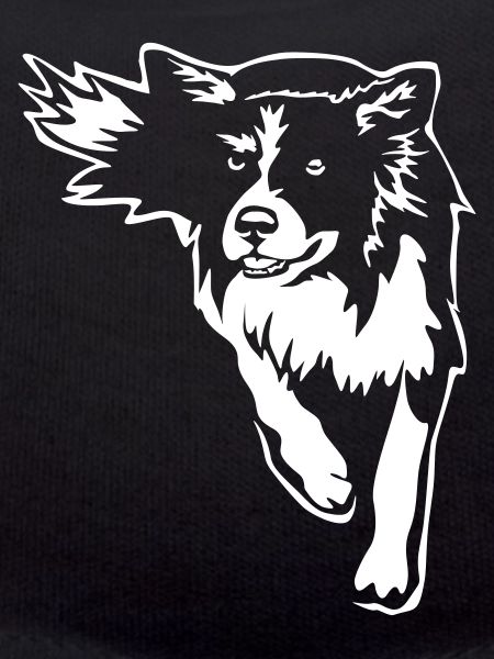 Border Collie «Black Edition»