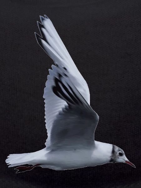Eine fliegende Möwe